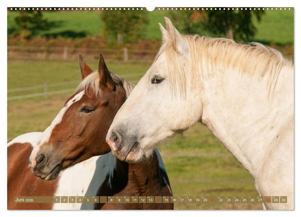 Produktbild: Kaltbl&uuml;ter - Schwere Pferde mit Charme (hochwertiger Premium Wandkalender 2026 DIN A2 quer), Kunstdruck in Hochglanz