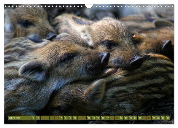 Produktbild: Wildschweins Kinderstube - Freche Frischlinge (Wandkalender 2026 DIN A3 quer), CALVENDO Monatskalender