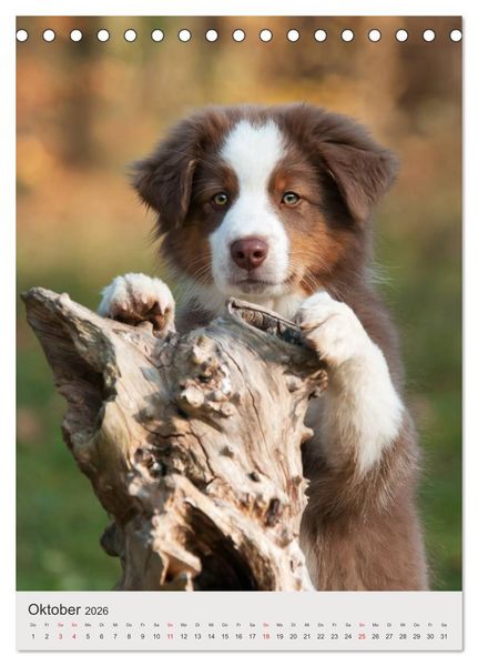 Produktbild: Hundewelpen (Tischkalender 2026 DIN A5 hoch), CALVENDO Monatskalender
