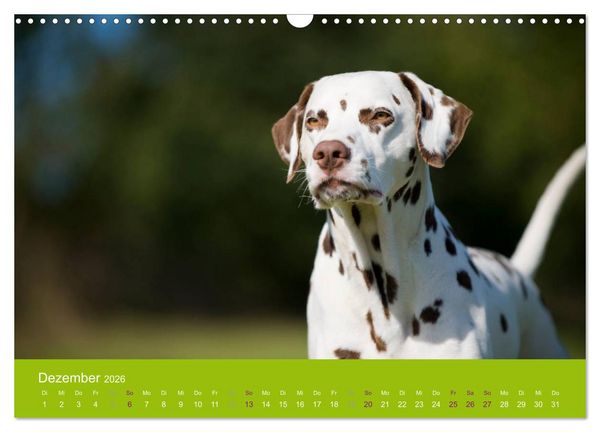 Produktbild: Dalmatiner 2026 (Wandkalender 2026 DIN A3 quer), CALVENDO Monatskalender