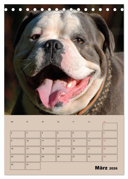 Produktbild: Bulldoggen-Gesichter (Tischkalender 2026 DIN A5 hoch), CALVENDO Monatskalender