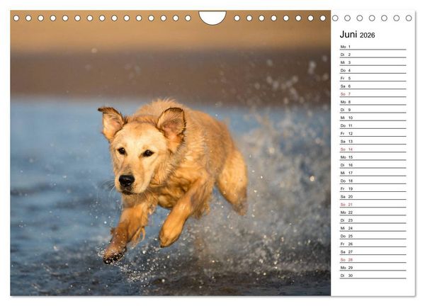 Produktbild: Goldig durch das Jahr! (Wandkalender 2026 DIN A4 quer), CALVENDO Monatskalender