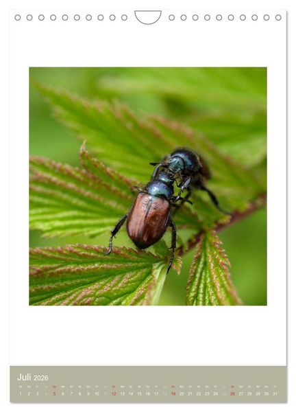 Produktbild: Artenvielfalt der Insekten (Wandkalender 2026 DIN A4 hoch), CALVENDO Monatskalender