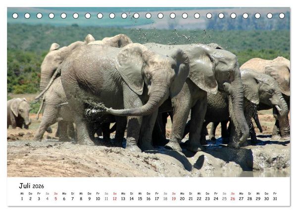 Produktbild: Afrikanische Elefanten in ADDO (Tischkalender 2026 DIN A5 quer), CALVENDO Monatskalender