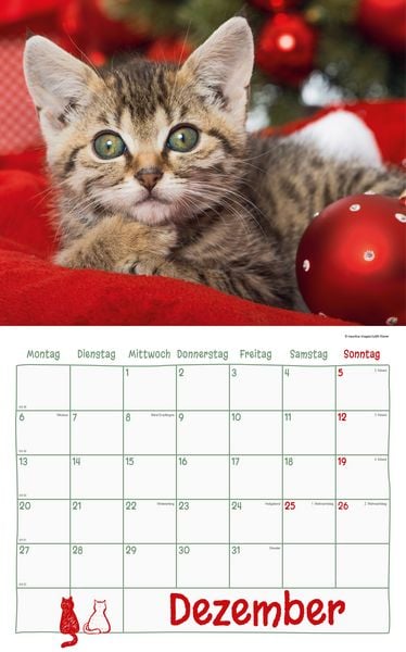 Produktbild: Katzen Kalenderpaket 2027