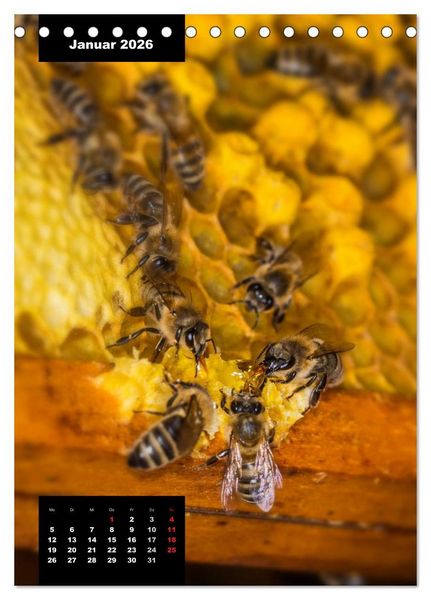 Produktbild: Bienen in ihrem geheimen Reich (Tischkalender 2026 DIN A5 hoch), CALVENDO Monatskalender