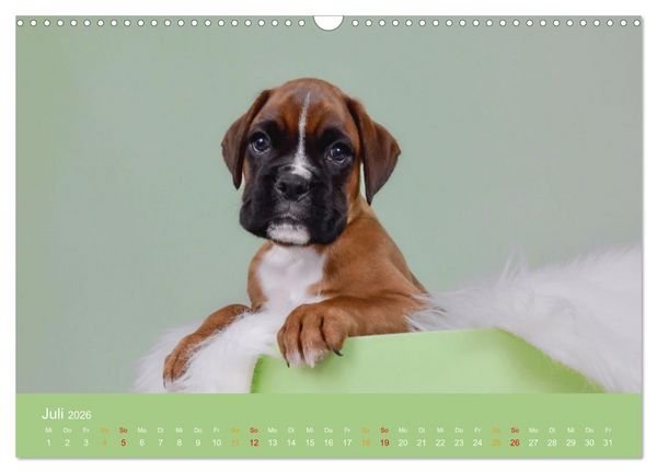 Produktbild: Boxer Welpen einfach zuckers&uuml;&szlig; (Wandkalender 2026 DIN A3 quer), CALVENDO Monatskalender