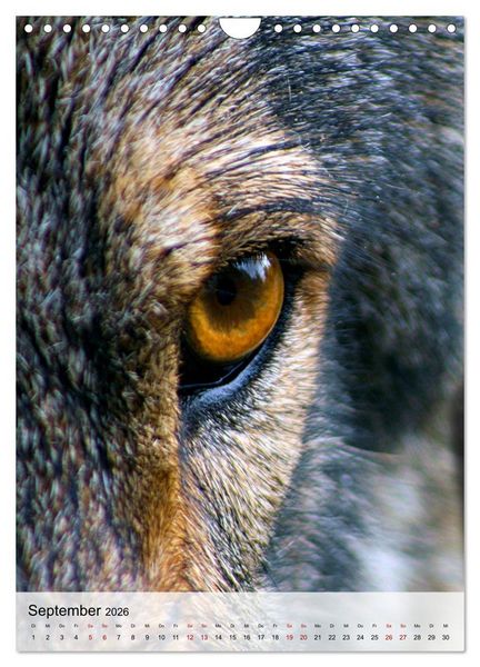 Produktbild: Das Wesen der W&ouml;lfe (Wandkalender 2026 DIN A4 hoch), CALVENDO Monatskalender