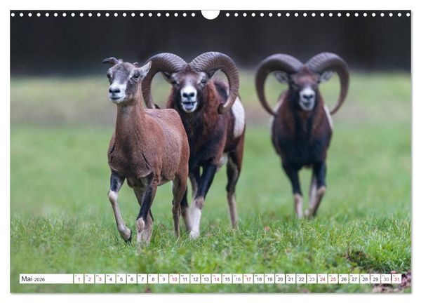 Produktbild: Emotionale Momente: Muffelwild. (Wandkalender 2026 DIN A3 quer), CALVENDO Monatskalender