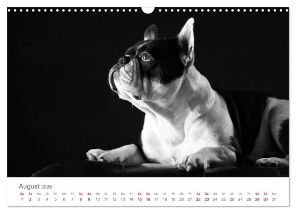 Produktbild: Hundeportraits Fine Art (Wandkalender 2026 DIN A3 quer), CALVENDO Monatskalender