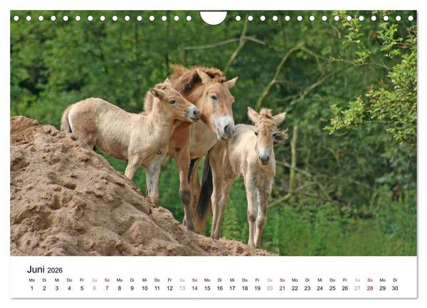 Produktbild: Faszination Przewalski-Pferde (Wandkalender 2026 DIN A4 quer), CALVENDO Monatskalender