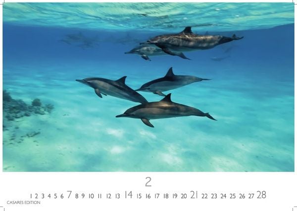 Produktbild: Wale und Delfine Kalender 2027 &ndash; Wandkalender | Fotokalender Tierkalender 35x50cm Grosses Format - Hochwertige Fotografien von Walen und Delfinen, die jeden Monat begeistern.