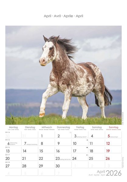 Pferde 2026 - Bildkalender 23,7x34 cm - Kalender mit Platz für Notizen - mit vielen Zusatzinformationen - Horses - Wandkalender - Alpha Edition