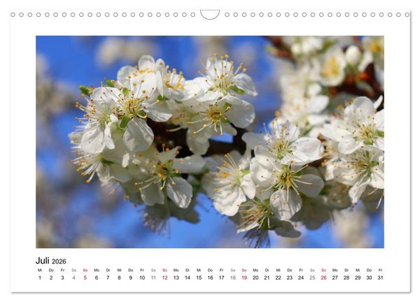 Produktbild: Kirschbl&uuml;te rund um Witzenhausen (Wandkalender 2026 DIN A3 quer), CALVENDO Monatskalender