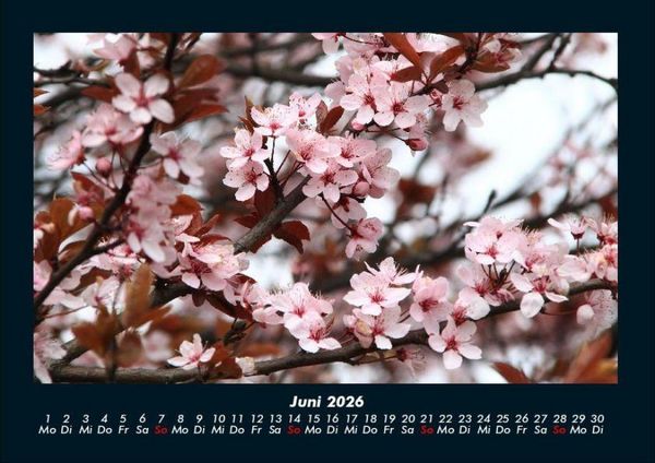 Produktbild: Blumenkalender 2026 Fotokalender DIN A4