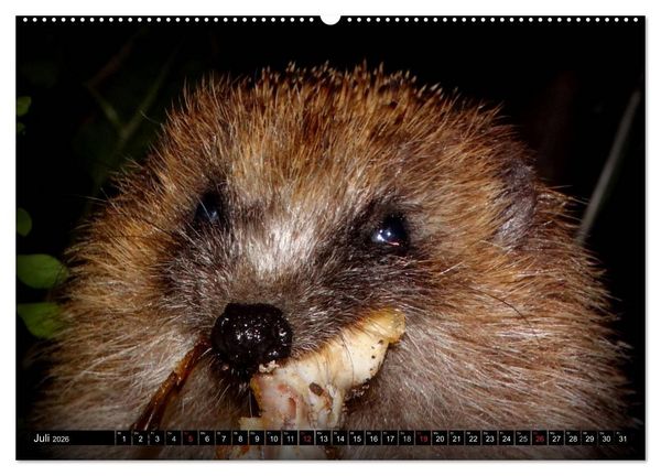 Produktbild: Meine Igel (Wandkalender 2026 DIN A2 quer), CALVENDO Monatskalender