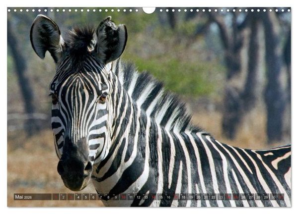 Produktbild: blick kontakt mit tieren im &ouml;stlichen und s&uuml;dlichen afrika (Wandkalender 2026 DIN A3 quer), CALVENDO Monatskalender