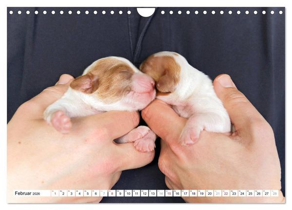 Produktbild: Irish Red and White Setter Welpen (Wandkalender 2026 DIN A4 quer), CALVENDO Monatskalender