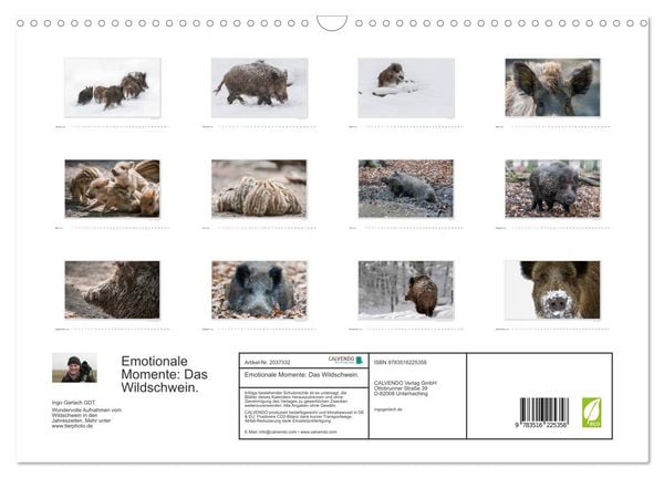Produktbild: Emotionale Momente: Das Wildschwein. (Wandkalender 2026 DIN A3 quer), CALVENDO Monatskalender