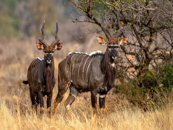 Produktbild: CALVENDO Puzzle Nyala Antilopen in der Savanne | 1000 Teile Lege-Gr&ouml;&szlig;e 64x48cm Foto-Puzzle f&uuml;r gl&uuml;ckliche Stunden