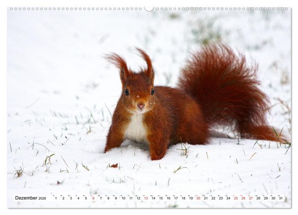 Produktbild: Eichh&ouml;rnchen in freier Natur (Wandkalender 2026 DIN A2 quer), CALVENDO Monatskalender
