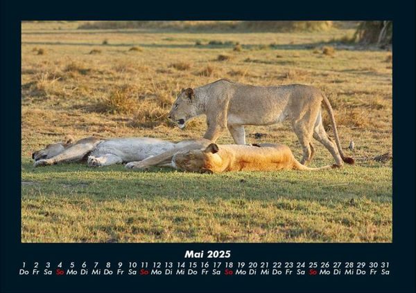 Produktbild: L&ouml;wen in der Wildnis 2025 Fotokalender DIN A4