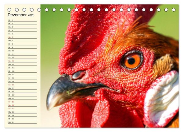 Produktbild: H&uuml;hner. Intelligent, sch&ouml;n und faszinierend (Tischkalender 2026 DIN A5 quer), CALVENDO Monatskalender