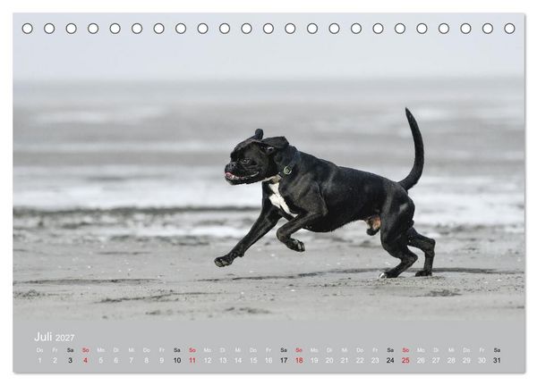 Produktbild: Boxer - charmante Herzensbrecher (Tischkalender 2027 DIN A5 quer), CALVENDO Monatskalender