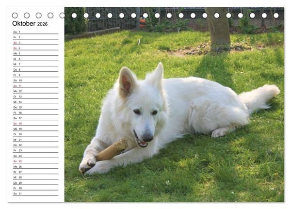 Produktbild: Berger Blanc Suisse - Wei&szlig;er Schweizer Sch&auml;ferhund (Tischkalender 2026 DIN A5 quer), CALVENDO Monatskalender