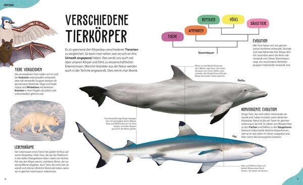Produktbild: Anatomie der Tiere