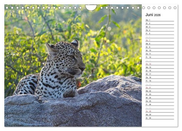 Produktbild: S&uuml;dafrika - Big 5 und mehr (Wandkalender 2026 DIN A4 quer), CALVENDO Monatskalender
