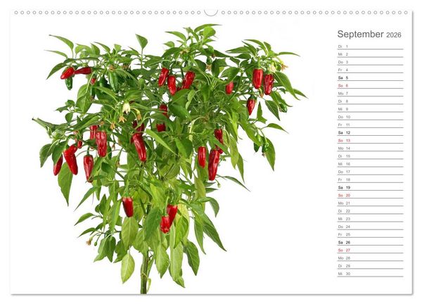 Produktbild: Echt scharf - Der Chili-K&uuml;chen-Planer (hochwertiger Premium Wandkalender 2026 DIN A2 quer), Kunstdruck in Hochglanz