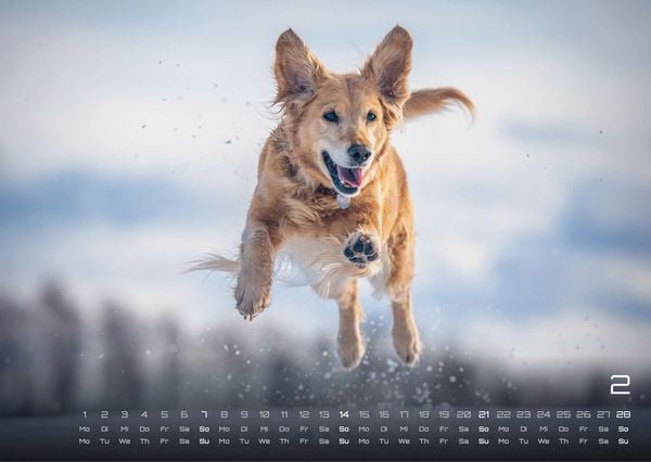 Produktbild: Wuff - Unsere Vierbeiner - Der Hundekalender - 2027 - Kalender DIN A3