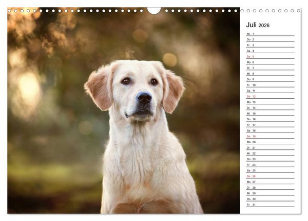 Produktbild: Goldig durch das Jahr! (Wandkalender 2026 DIN A3 quer), CALVENDO Monatskalender
