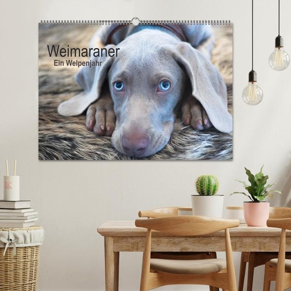 Produktbild: Weimaraner - Ein Welpenjahr (Wandkalender 2026 DIN A2 quer), CALVENDO Monatskalender