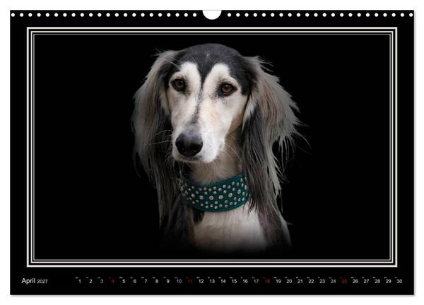Produktbild: Saluki 2027 (Wandkalender 2027 DIN A3 quer), CALVENDO Monatskalender