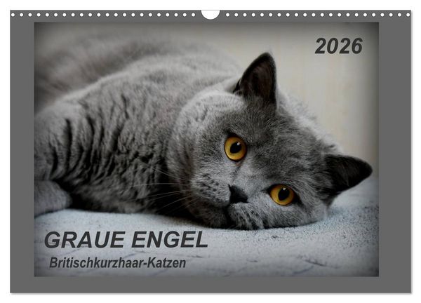 GRAUE ENGEL Britischkurzhaar-Katzen (Wandkalender 2026 DIN A3 quer), CALVENDO Monatskalender