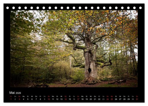 Produktbild: M&auml;rchenhafter Reinhardswald und Urwald Sababurg (Tischkalender 2026 DIN A5 quer), CALVENDO Monatskalender