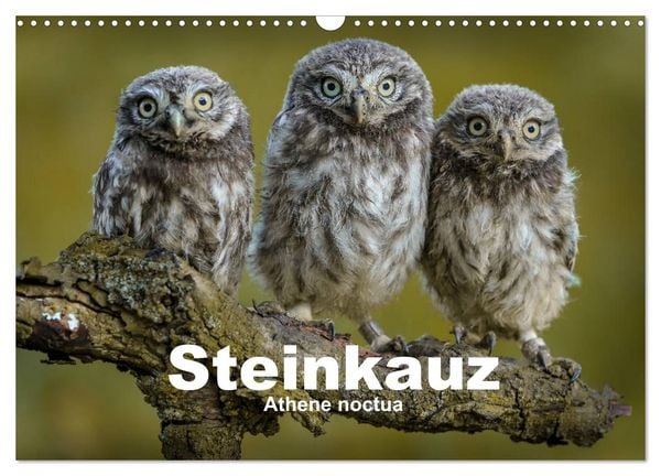 Produktbild: Steink&auml;uze (Athene noctua) (Wandkalender 2026 DIN A3 quer), CALVENDO Monatskalender