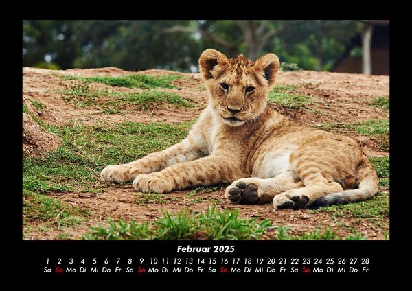 Produktbild: L&ouml;wen in der Wildnis 2025 Fotokalender DIN A3