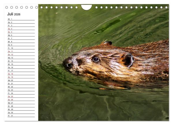 Produktbild: Das Familienleben der Biber (Wandkalender 2026 DIN A4 quer), CALVENDO Monatskalender