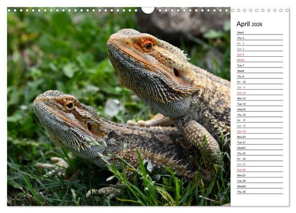 Produktbild: Close to Australian Bearded Dragons (Wall Calendar 2026 DIN A3 landscape), CALVENDO 12 Month Wall Calendar