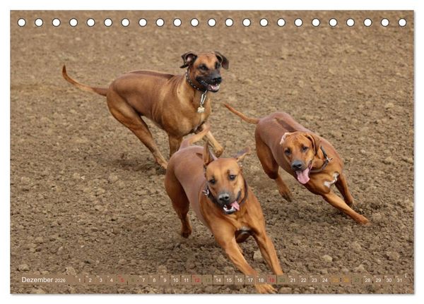 Produktbild: Rhodesian Ridgeback - eine Liebe f&uuml;rs Leben (Tischkalender 2026 DIN A5 quer), CALVENDO Monatskalender