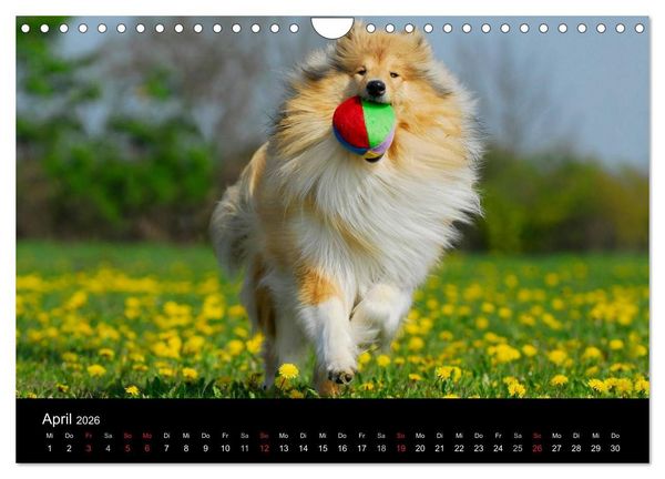 Produktbild: Faszination Collie 2026 (Wandkalender 2026 DIN A4 quer), CALVENDO Monatskalender