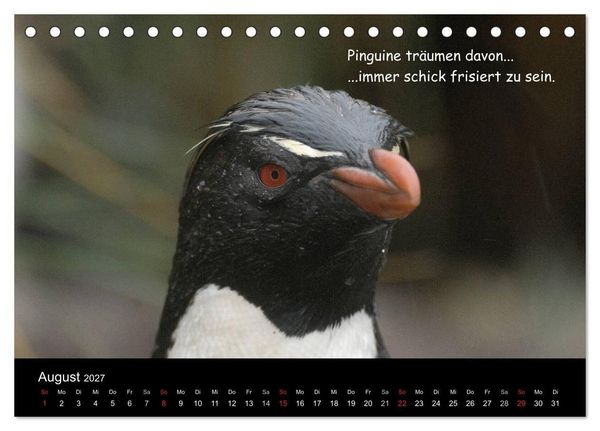 Produktbild: Wovon Pinguine tr&auml;umen (Tischkalender 2027 DIN A5 quer), CALVENDO Monatskalender