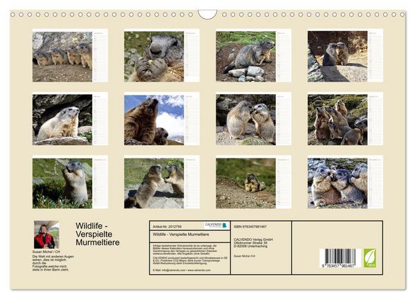 Produktbild: Wildlife - Verspielte Murmeltiere (Wandkalender 2026 DIN A3 quer), CALVENDO Monatskalender