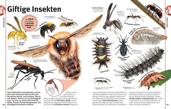 Produktbild: Unsere Welt in 1000 Bildern. Insekten