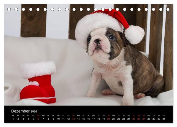 Produktbild: Colored Boston Terrier 2026 (Tischkalender 2026 DIN A5 quer), CALVENDO Monatskalender