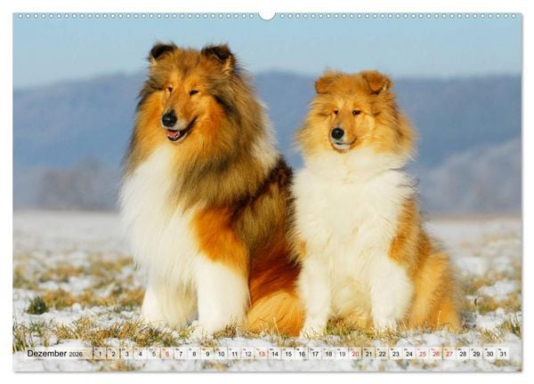 Produktbild: Collie - Das Gl&uuml;ck hat 4 Pfoten (Wandkalender 2026 DIN A2 quer), CALVENDO Monatskalender