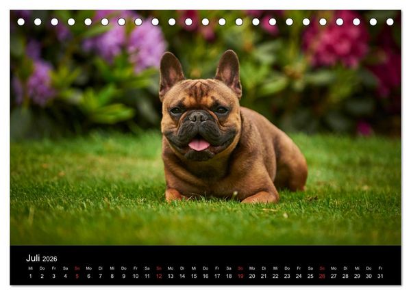 Produktbild: French Bulldog aktiv, verspielt, sportlich (Tischkalender 2026 DIN A5 quer), CALVENDO Monatskalender